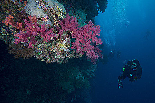 潜水,珊瑚,红海,埃及