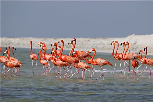 大红鹳,火烈鸟,水,尤卡坦半岛,墨西哥