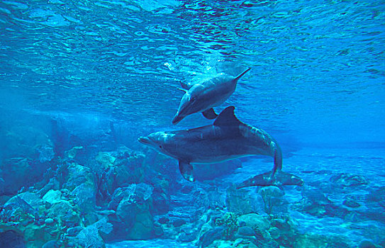 宽吻海豚,洪都拉斯