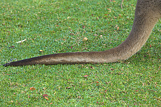 西部灰袋鼠,尾部,山谷,纪念公园,佩思,西澳大利亚州,澳大利亚