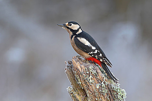 大斑啄木鸟,雌性,坐,冬天,树干,北莱茵威斯特伐利亚,德国,欧洲