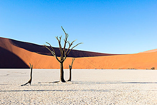 死亡谷,死,金合欢树,纳米布沙漠,日出,纳米比亚,非洲