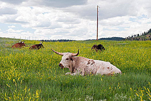 公牛,休息,草场,怀俄明,美国