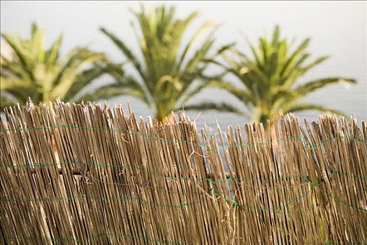特写,栅栏,棕榈树,背景,阿马尔菲海岸,坎帕尼亚区,意大利