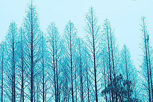 冬季的树林