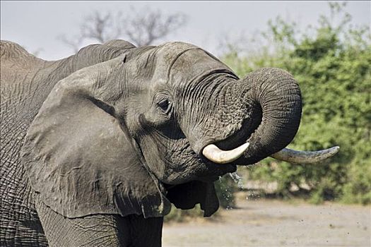 非洲,灌木,大象,非洲象,饮用水,乔贝,河,乔贝国家公园,博茨瓦纳