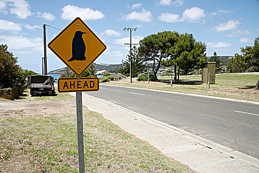 企鹅,交通,标识,袋鼠,岛屿,南澳大利亚州,澳大利亚