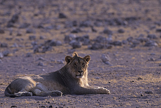 非洲,纳米比亚,埃托沙国家公园,狮子,靠近,水坑
