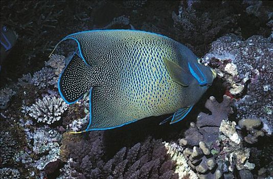 大堡礁,澳大利亚,海洋动物,水下,世界遗产,海洋
