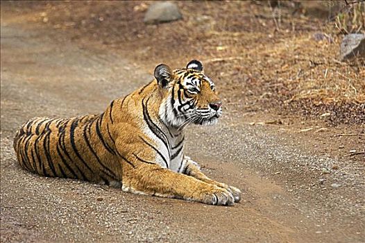虎,坐,土路,伦滕波尔国家公园,拉贾斯坦邦,印度