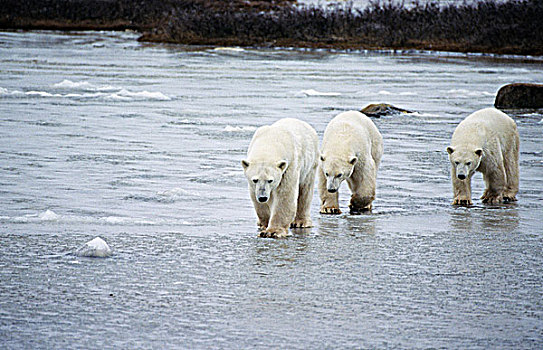 北极熊,家庭,曼尼托巴,加拿大