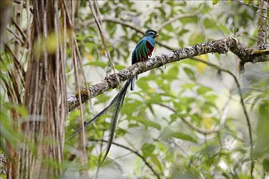 凤尾绿咬鹃,雄性,国家公园,哥斯达黎加