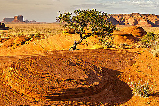 美国,亚利桑那,纪念碑谷纳瓦霍部落公园,神秘,山谷,树,干燥地带