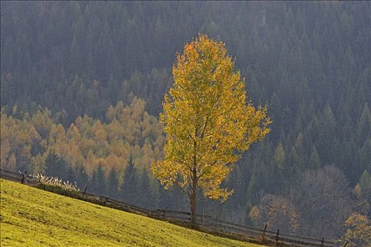 秋天,色彩,白杨,下奥地利州,奥地利,欧洲