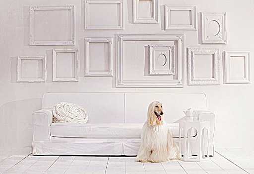 空,画框,白色背景,墙壁,高处,沙发,阿富汗猎犬,坐在地板上