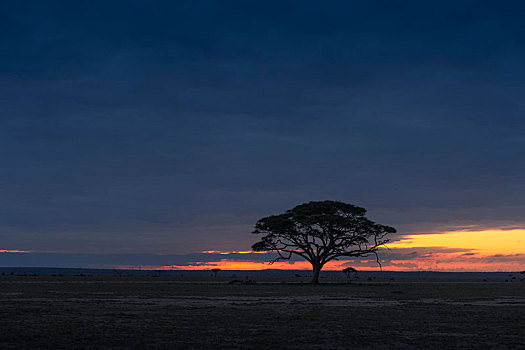 非洲草原黎明中的合欢树