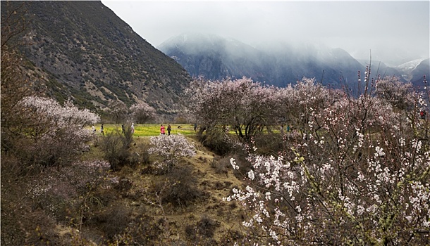 野桃花观赏圣地索松村