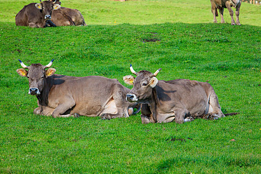 母牛,草场,牧群,地点