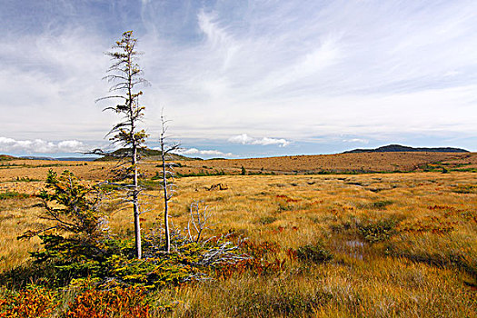 朴素,植被,高原,格罗莫讷国家公园,纽芬兰,加拿大