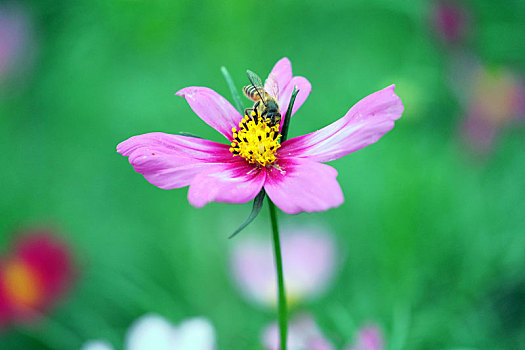 波斯菊与小蜜蜂