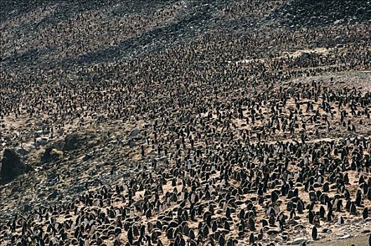 阿德利企鹅,生物群,布朗布拉夫,南极