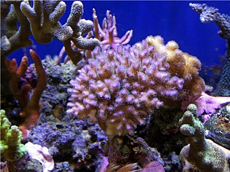 珊瑚,场景