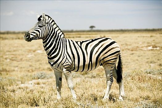 斑马,埃托沙国家公园,区域,纳米比亚
