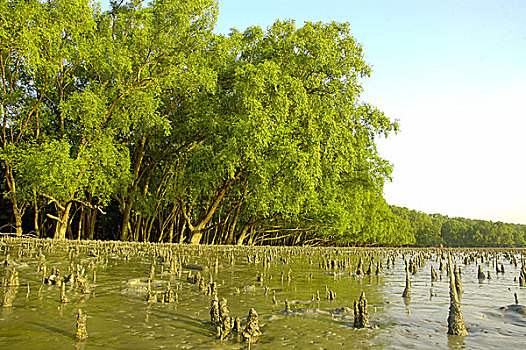 风景,红树林,树林,世界,库尔纳市,孟加拉,十一月,2005年