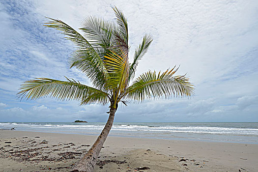 椰树,海滩,昆士兰,澳大利亚