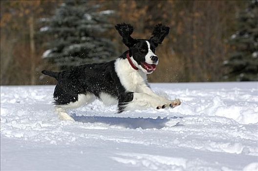 英国史宾格犬,狗,雪中