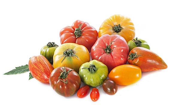 品种,西红柿