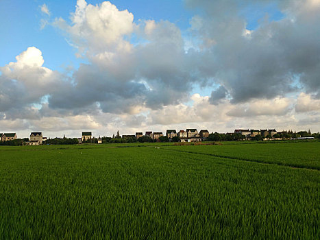 田园乡村,绿油油稻田