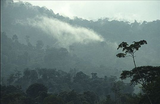 雨林,哥斯达黎加,中美洲