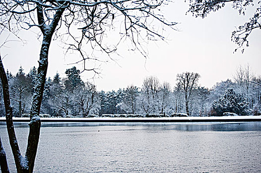 雪,冬景