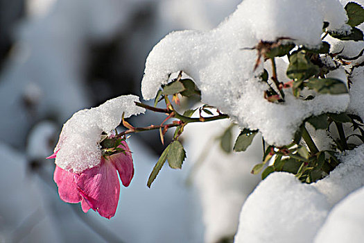 雪中月季