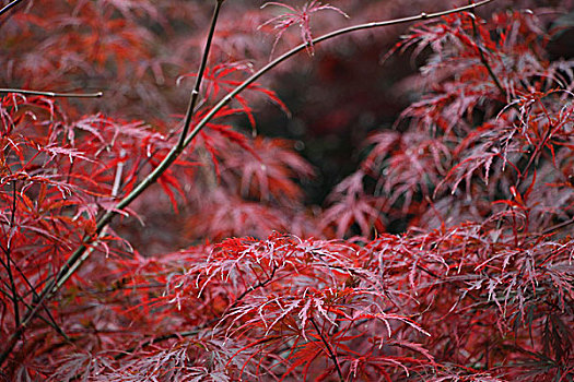 香山红叶