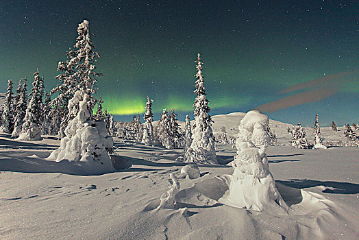 冰冻,树,遮盖,雪,北极光,拉普兰,芬兰,欧洲
