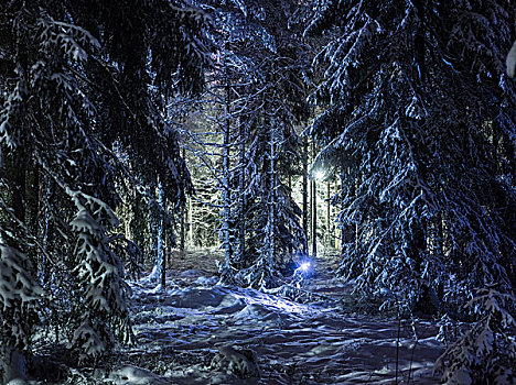 雪,树林,夜晚,芬兰