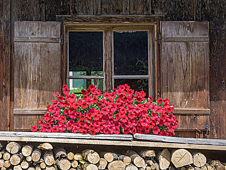 木质,窗户,花饰,红色,矮牵牛花属植物,施蒂里亚,奥地利,欧洲