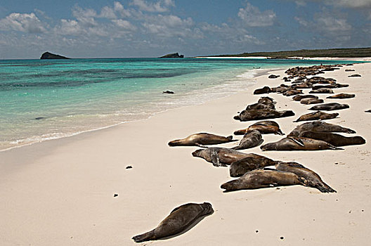 加拉帕戈斯,海狮,加拉帕戈斯海狮,群,海滩,湾,西班牙岛,加拉帕戈斯群岛,厄瓜多尔