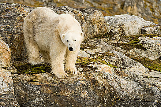 挪威,斯匹次卑尔根岛,北极熊,成年,岩石,岸边,觅食