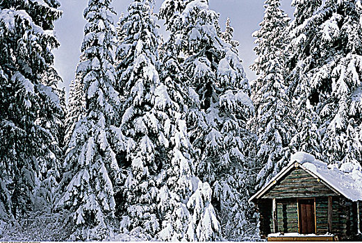 小屋,冬天,树林,柏树,山,温哥华,不列颠哥伦比亚省