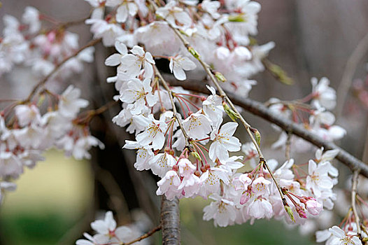 日本,东京,花园,樱桃树,开花