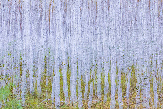 抽象的白桦树林