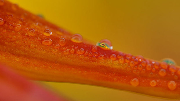 花朵特写