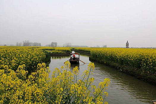 油菜花