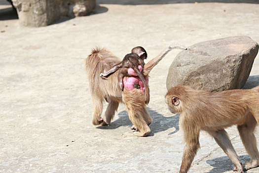 阿拉伯猿猴
