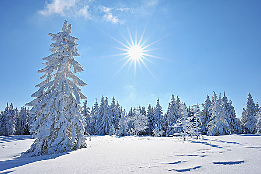 雪,遮盖,针叶树,树,太阳,格罗塞尔,图林根州,德国