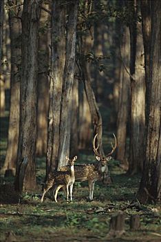 轴,鹿,花鹿,警惕,雄性,雌性,树林,伦滕波尔国家公园,印度