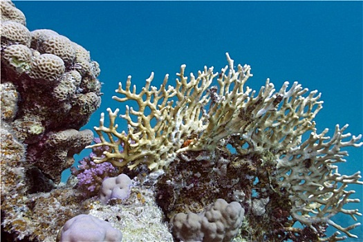 珊瑚礁,珊瑚,仰视,热带,海洋,蓝色背景,水,背景